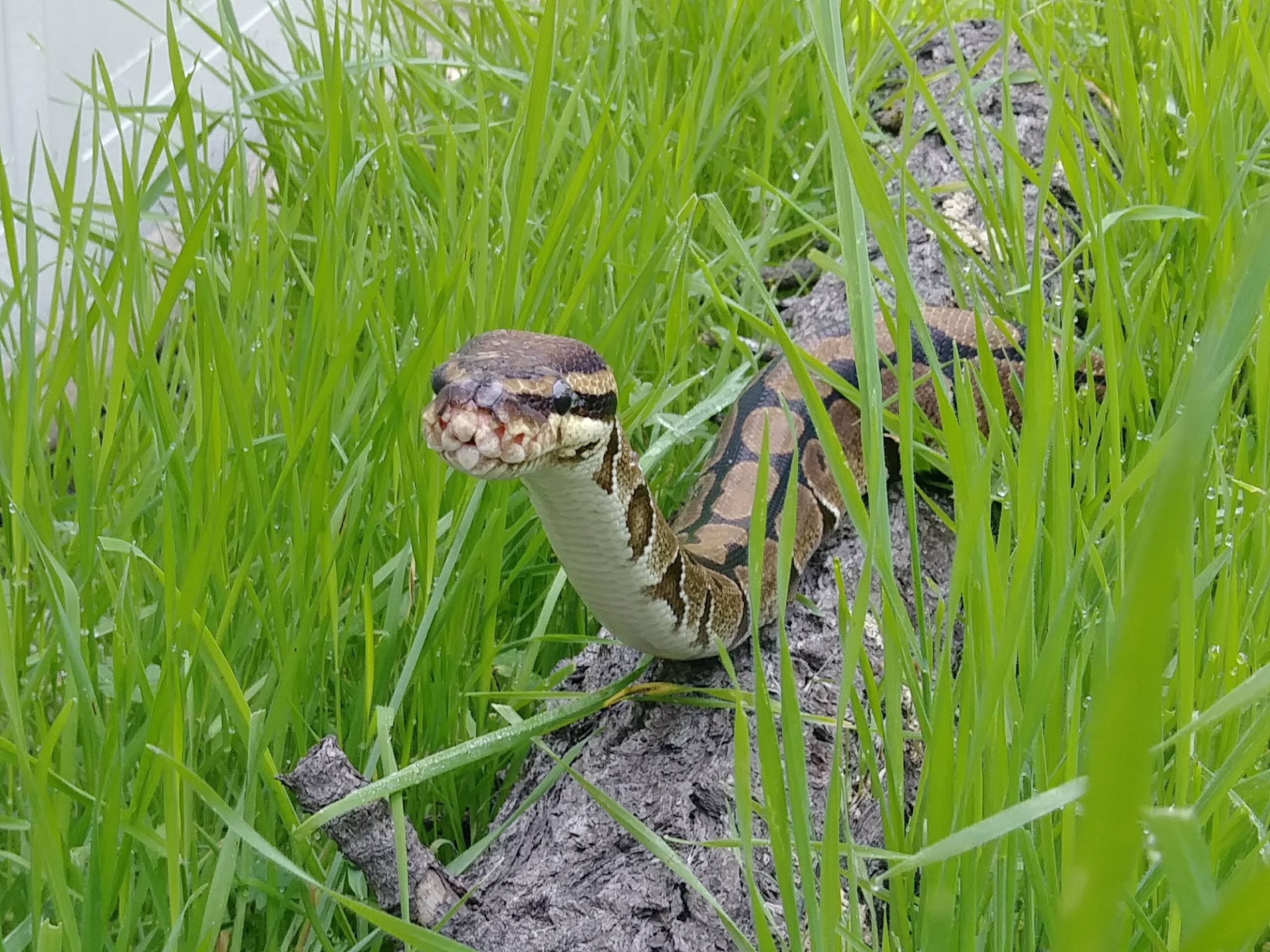 Ball Python Habitat In The Wild